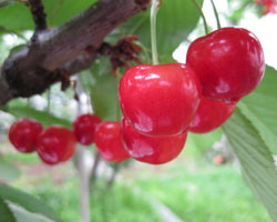 高級さくらんぼ