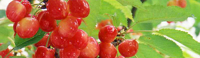 さくらんぼ紅秀峰